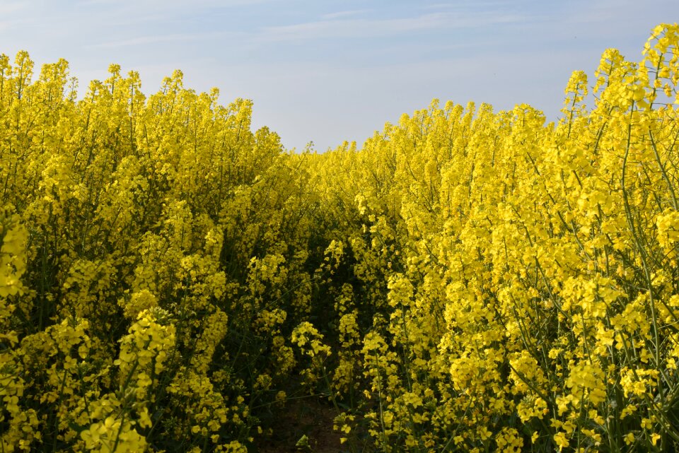 Tree plant landscape