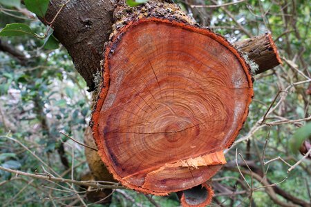 Plant súber of wood