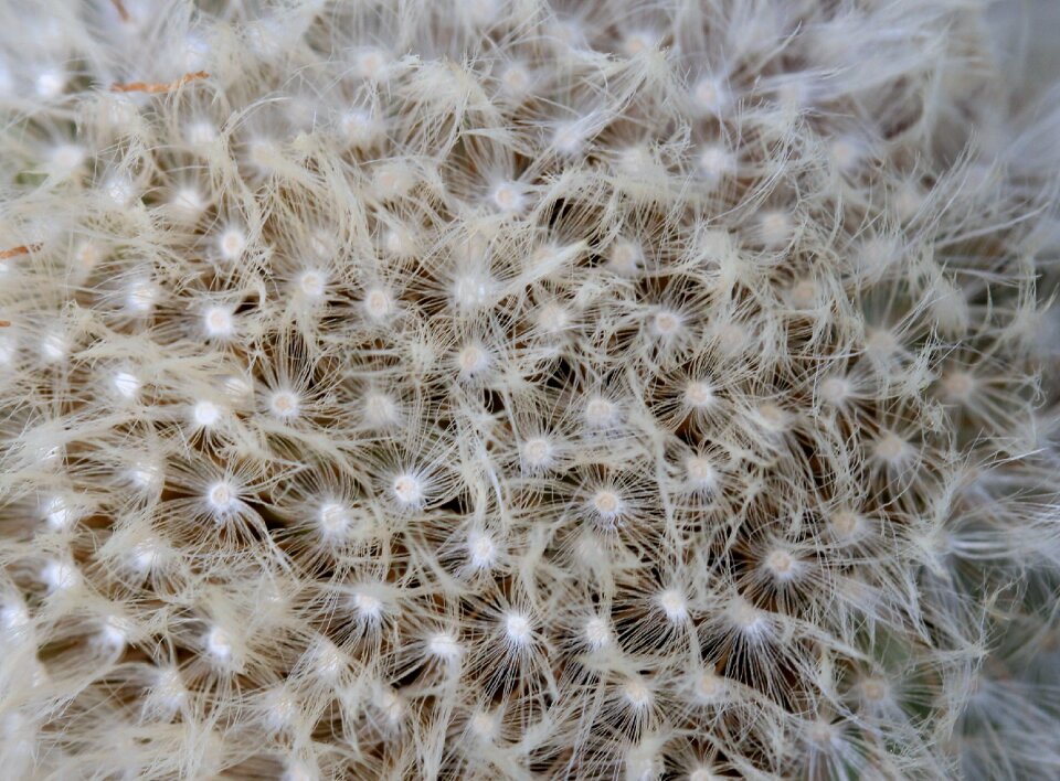 White plant flower