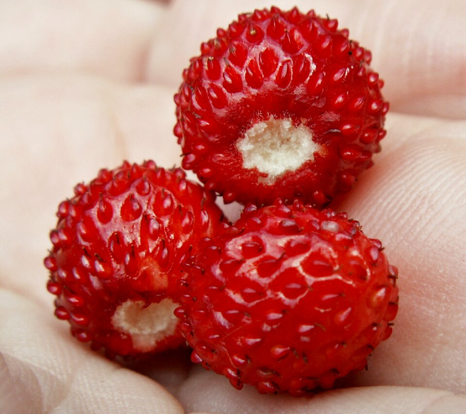 Fragaria vesca juicy summer