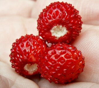 Fragaria vesca juicy summer