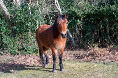 Rural animal pony