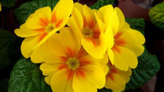 Cowslip blossom bloom