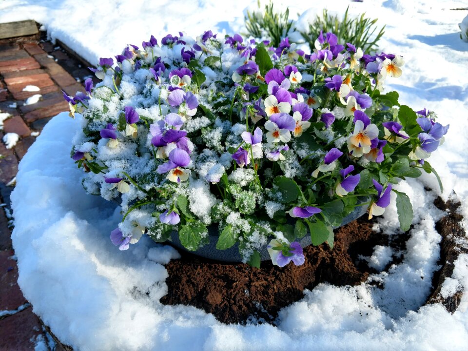 Garden season purple