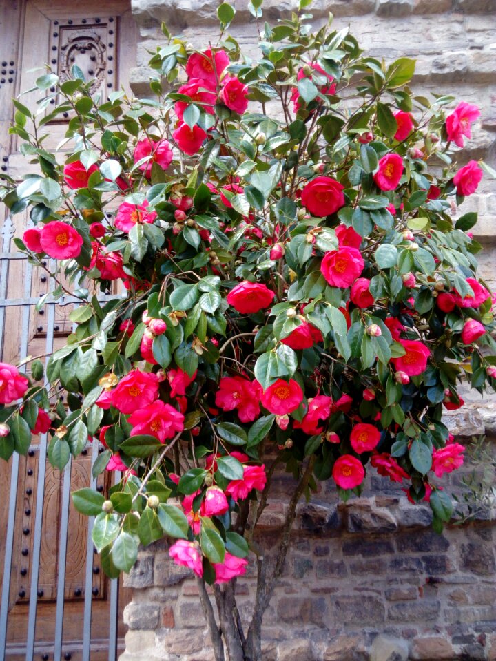 Leaf rose nature