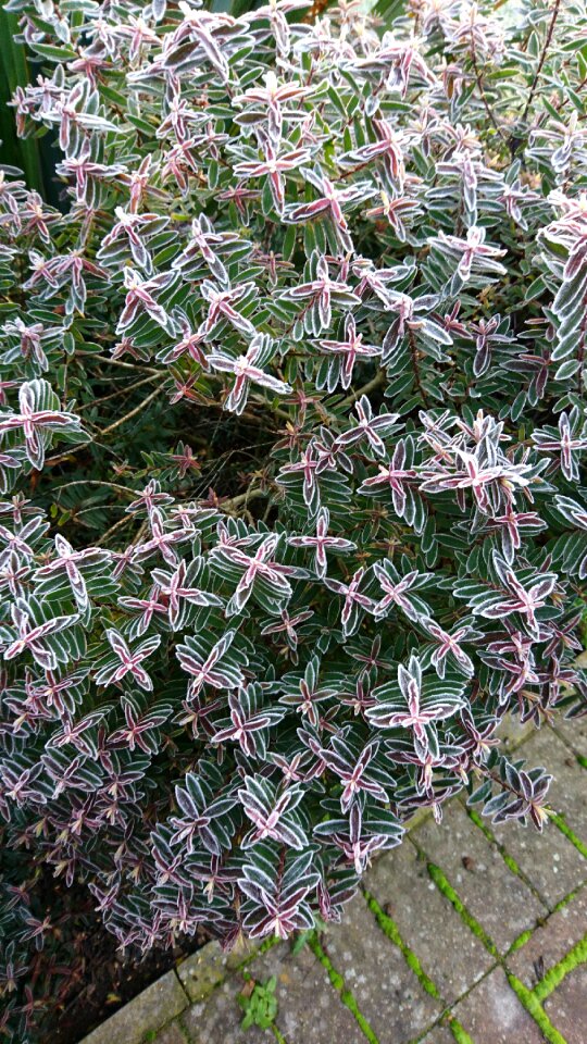 Outdoors leaf closeup