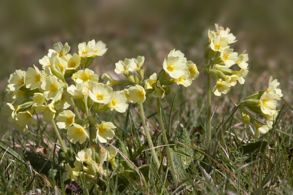 Nature plant field