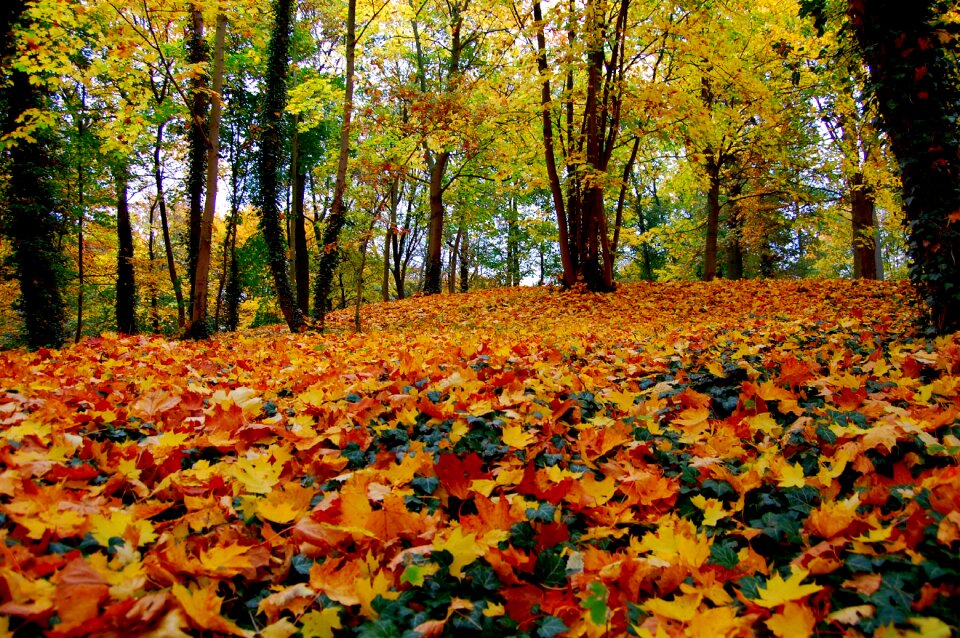 Tree nature altentreptow