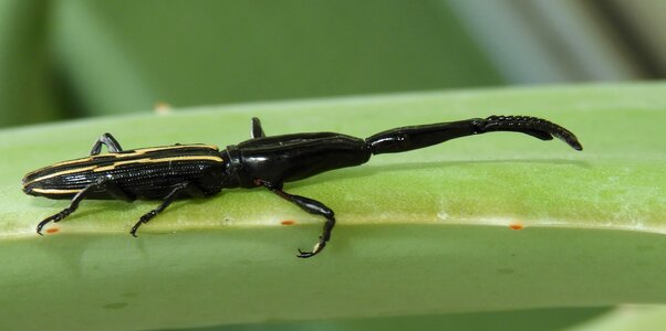 Invertebrate nature wild life