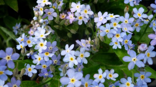 Flower forget me not flowers