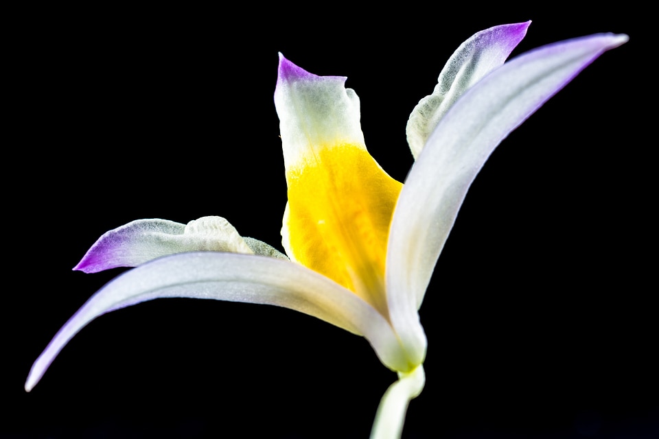 Blossom bloom white gellb purple