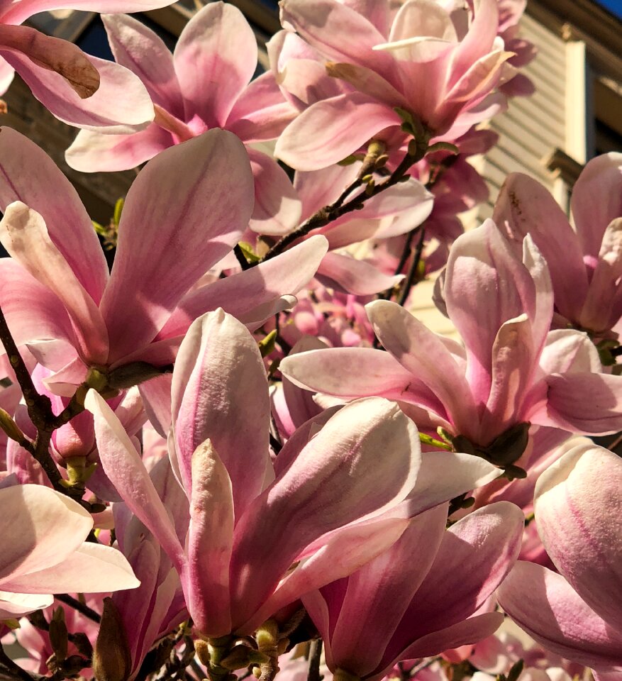Nature petal flowers