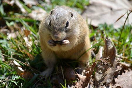 Small animal rodent