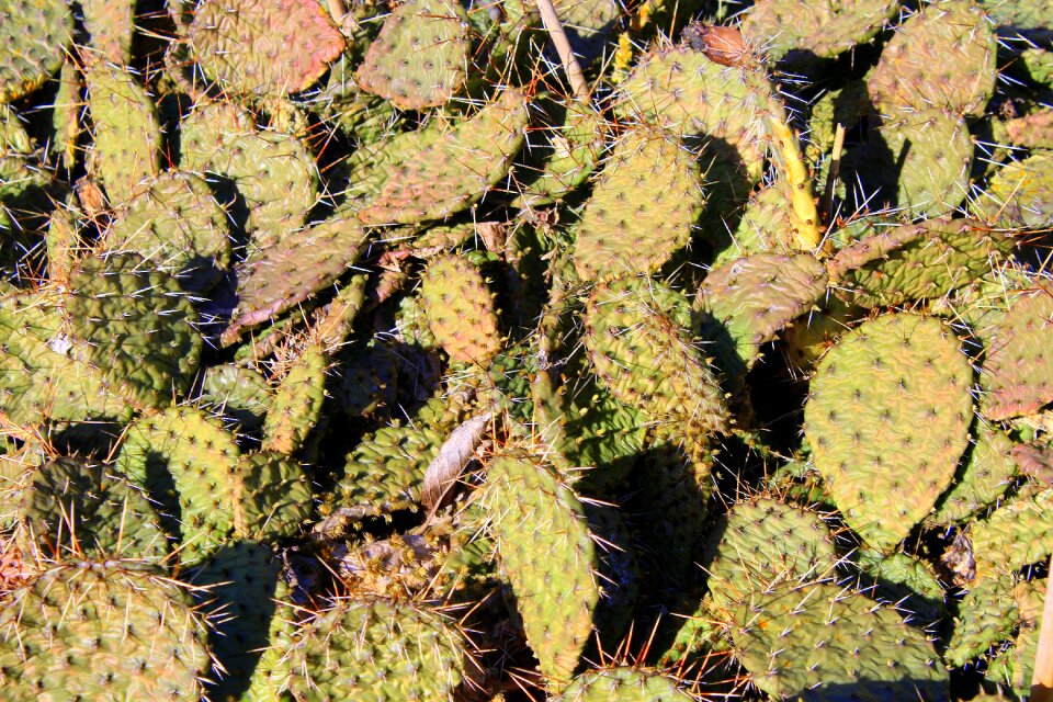 Nature plant texture