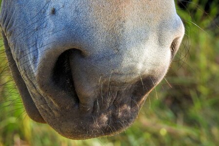 Horse nose nostrils