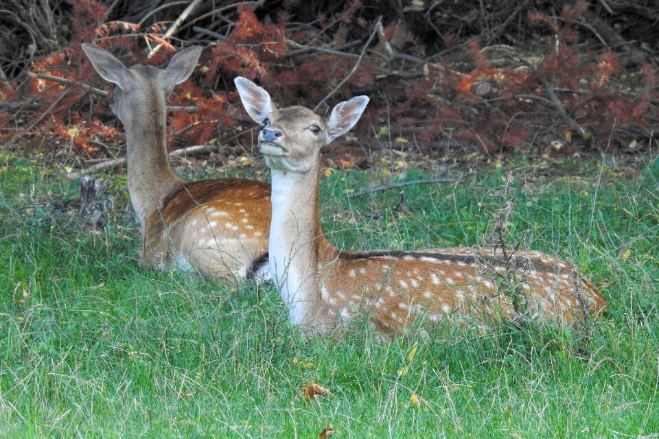 Mammal grass animal world