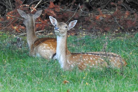 Mammal grass animal world