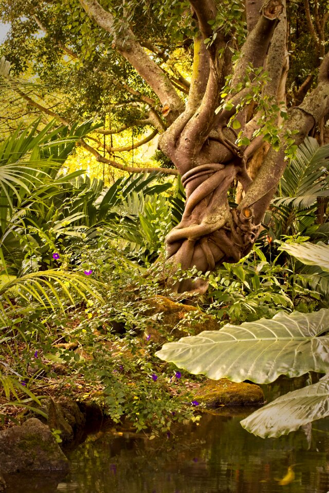 Leaf bound growth