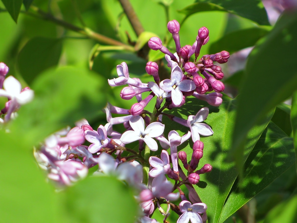 Blossoms flower flowers