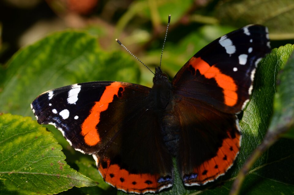 Butterfly nature animal world