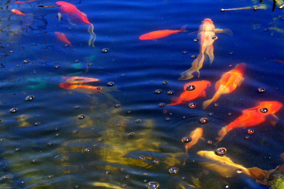 Shipped pond nature