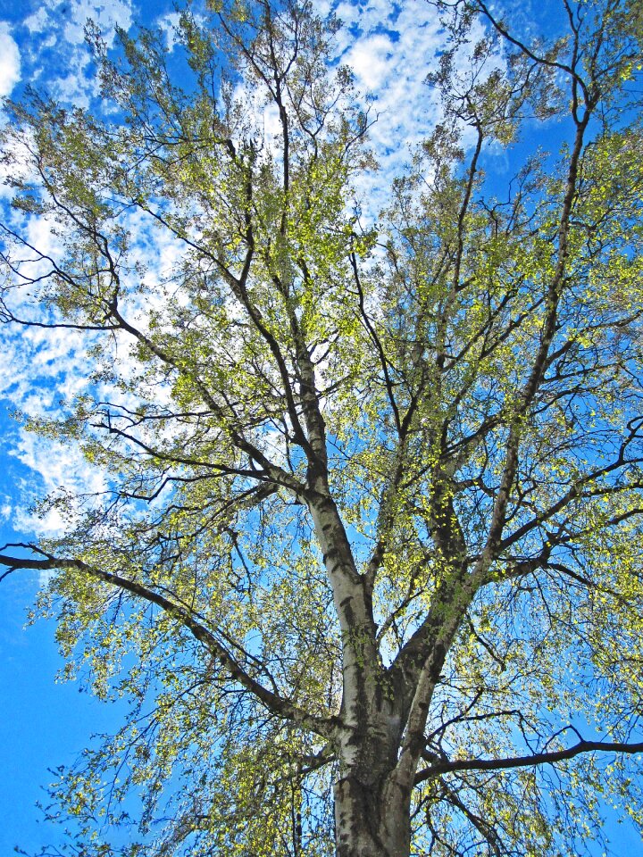 Sunny backlighting sky
