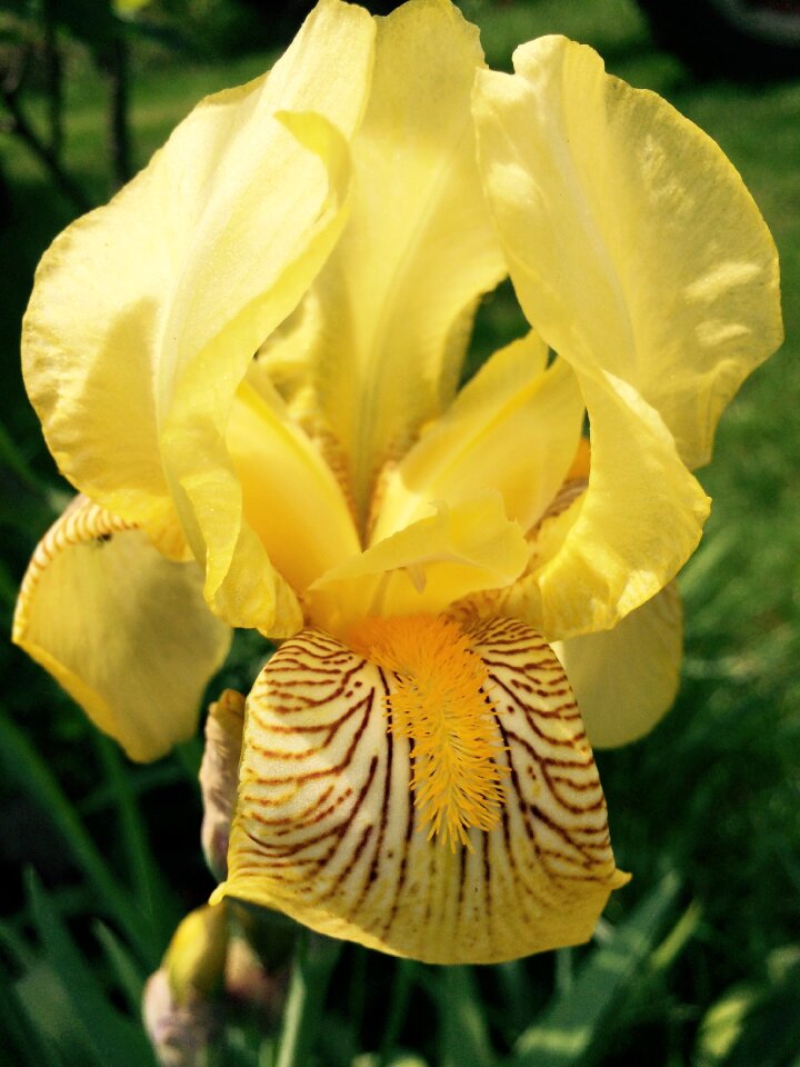 Outdoors garden blooming