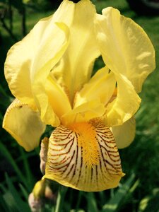 Outdoors garden blooming