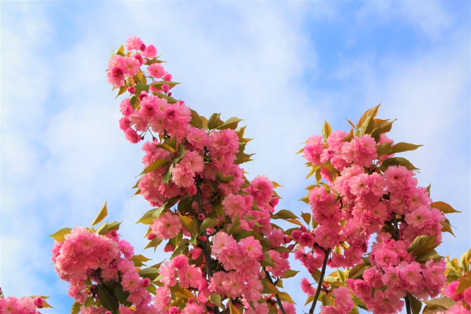 Plant tree roses blooming