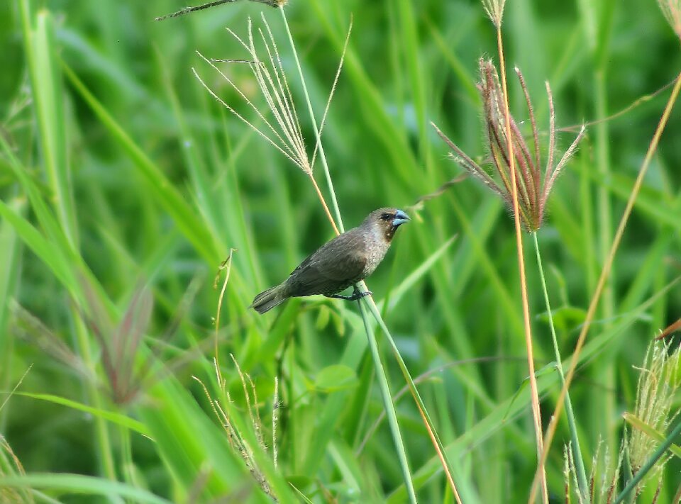 Outdoors animal field