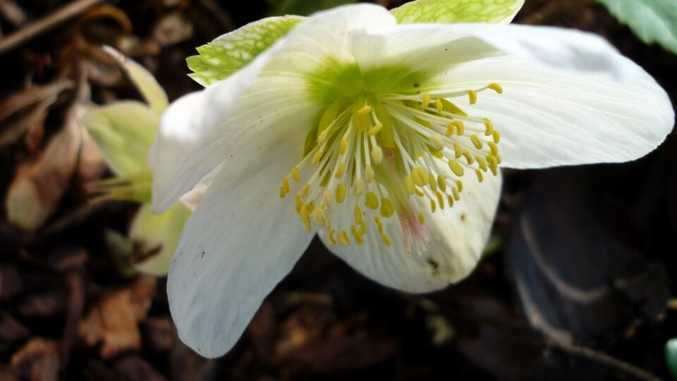 Christmas rose flower white
