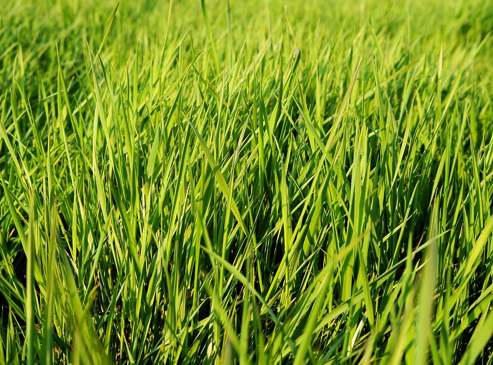 Landscape green fresh
