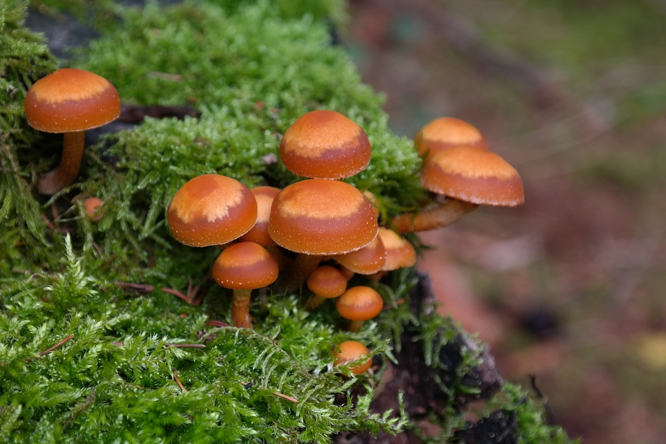 Galerina mutabilis pholiota mutabilis traeuschlingsverwandten