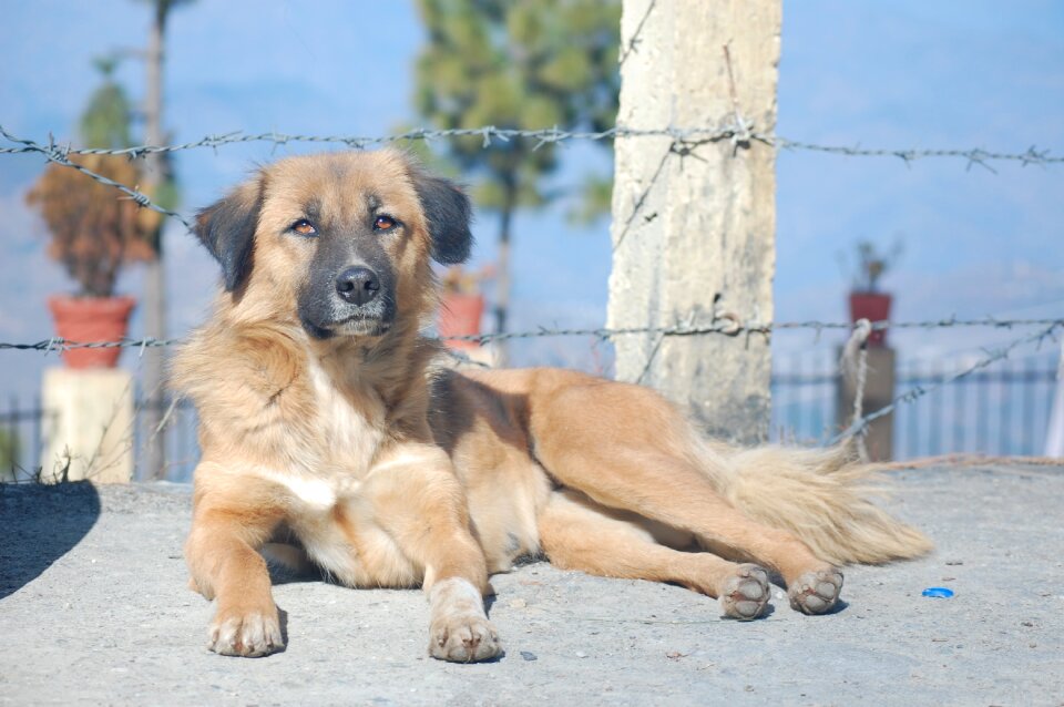 Canine portrait stray dog