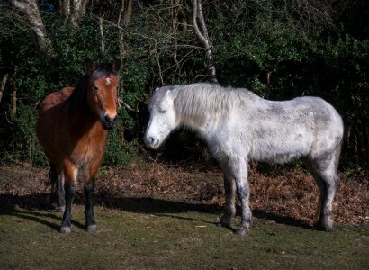 Pasture animal pony