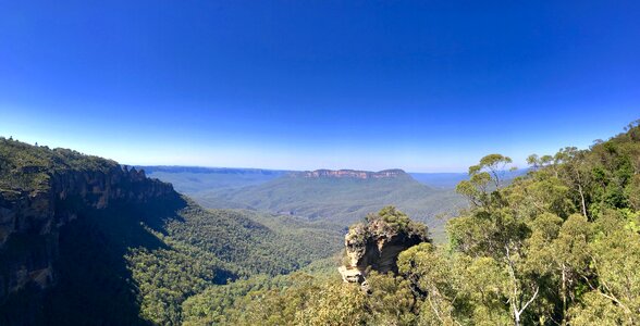 Three sisters eucalyptus trees