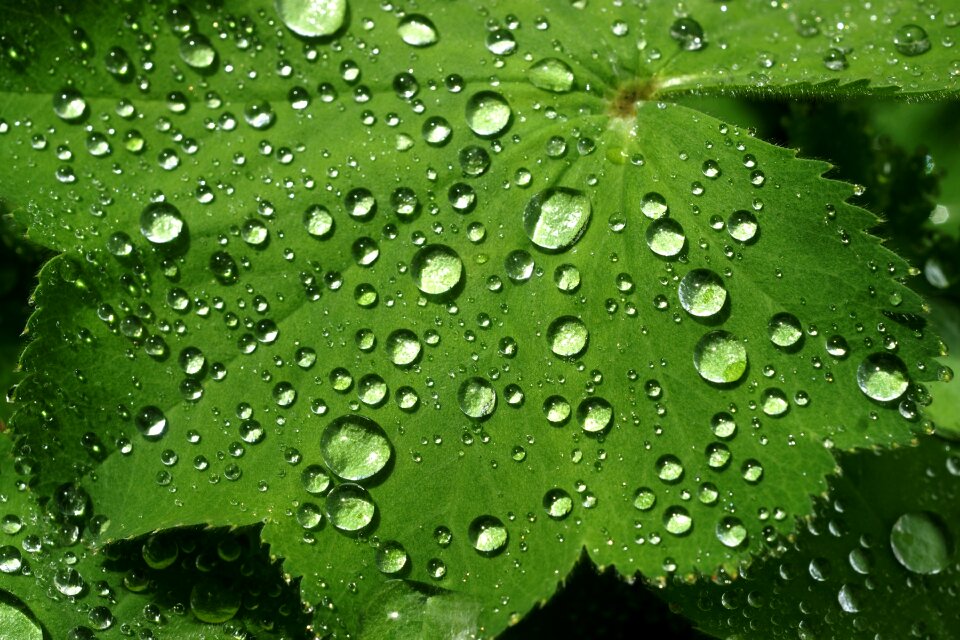 Drop water drops rain drops