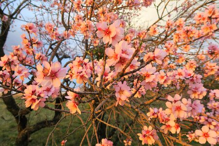 Nature bud blooming photo