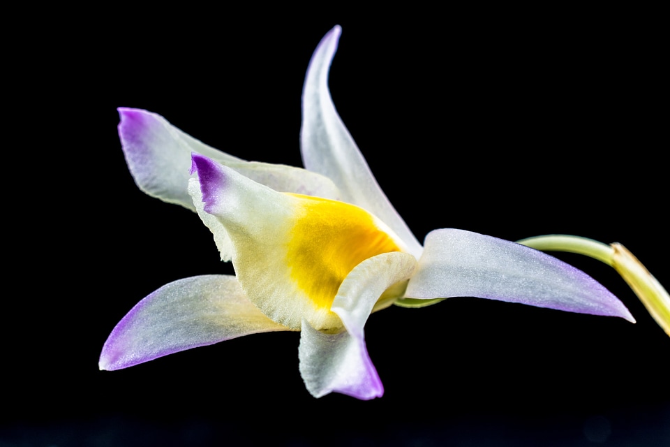 Blossom bloom white gellb purple