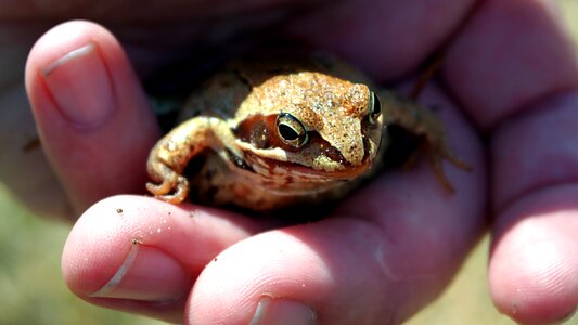 Amphibians bezogonowe nature amphibian photo