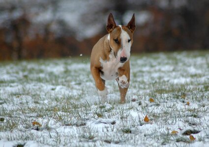 Cute mammal dog photo