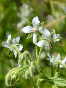 Nature plant flower