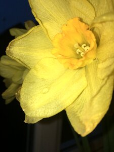 Narcissus flora yellow nature photo