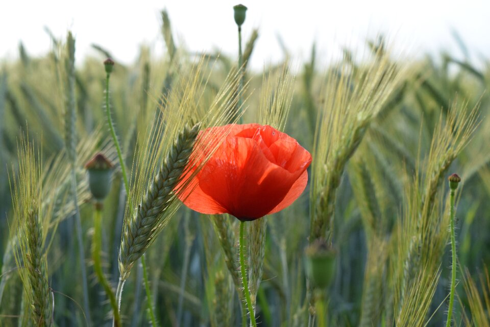 Nature agriculture summer