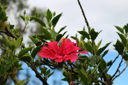 Flower tree petal