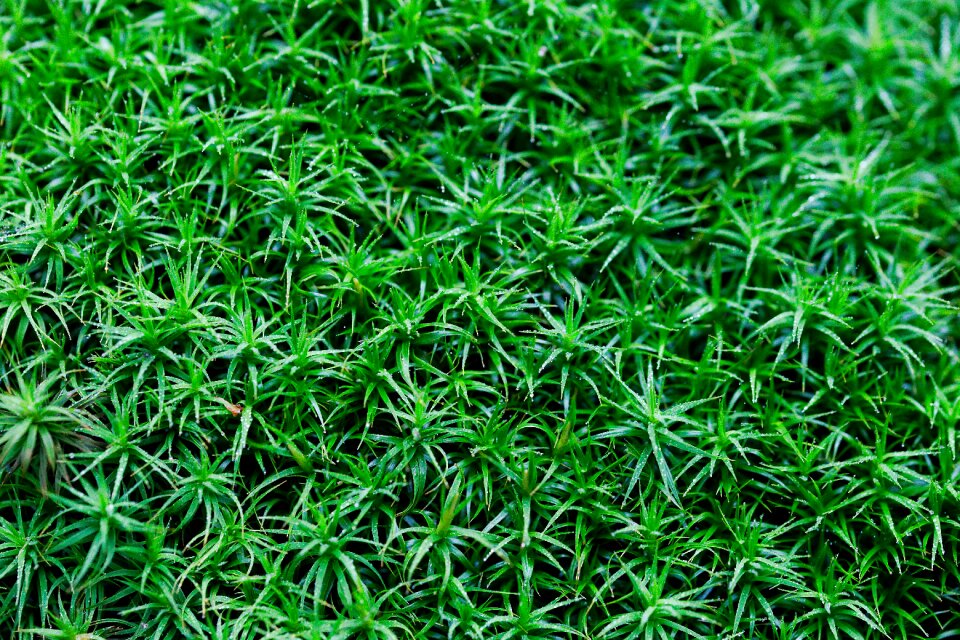 Nature background fresh