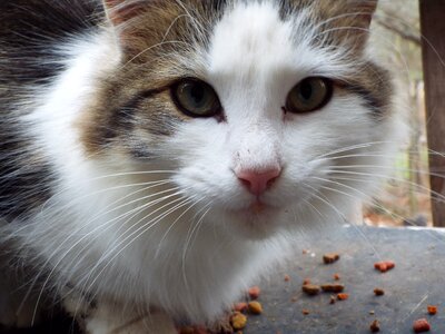 Pet kitten fur