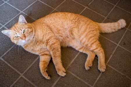 Homely pet mammal