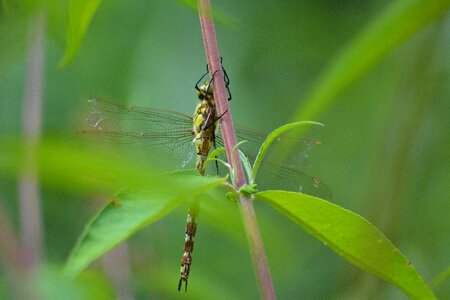 Plant close up dragonfly photo