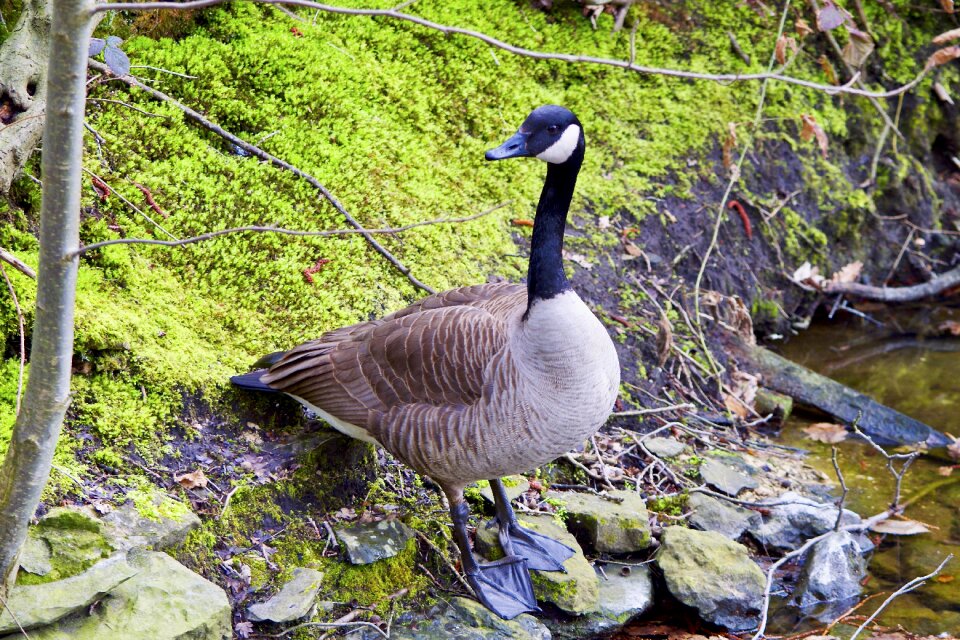 Bird animal world animal